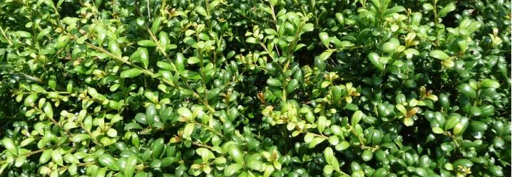 Nahaufnahme einer japanischen Stechpalme